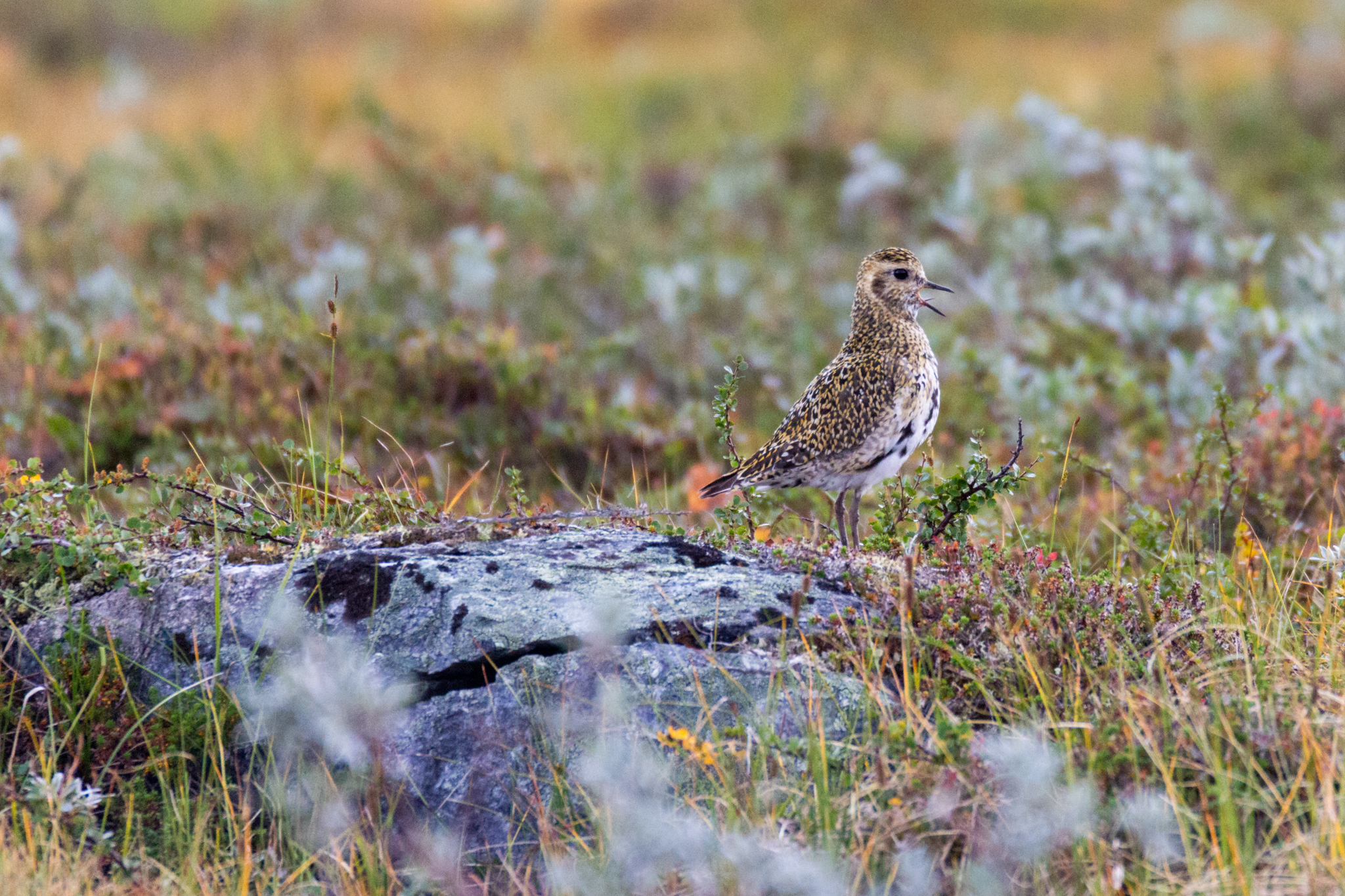 Un petit piaf bruyant