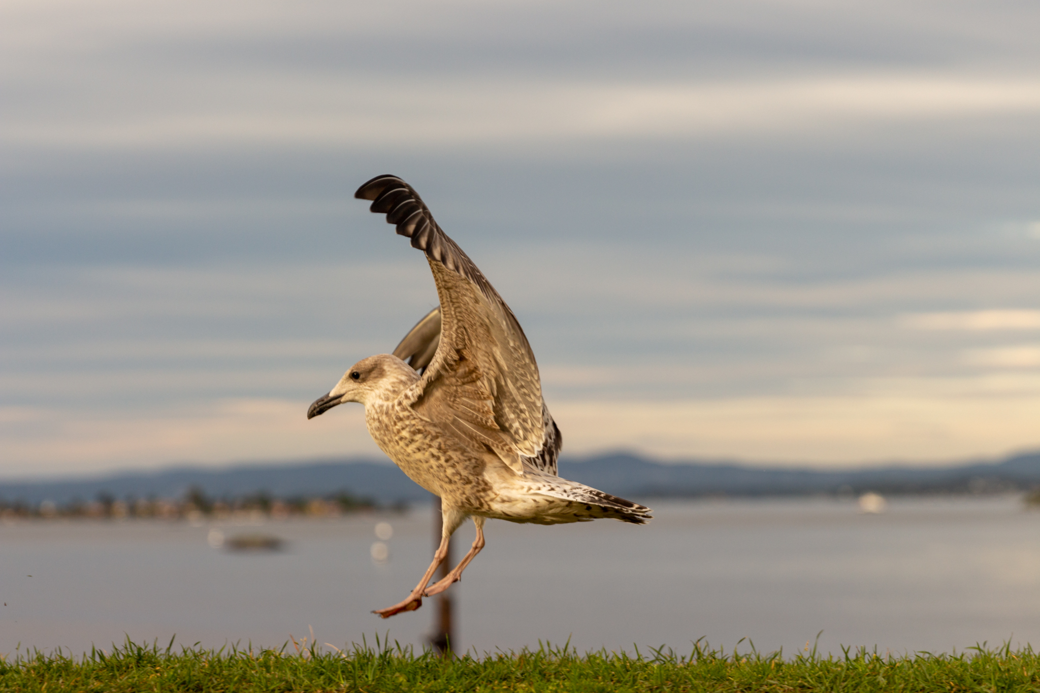 Une mouette sur les murs de la citadelle